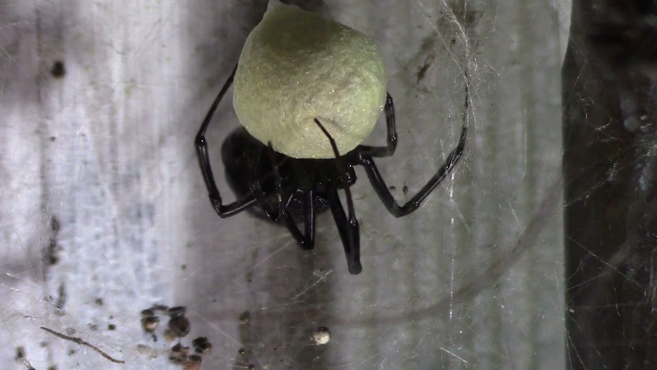 BLACKWIDOW SPIDER SPINNING HER 5TH EGG PT7