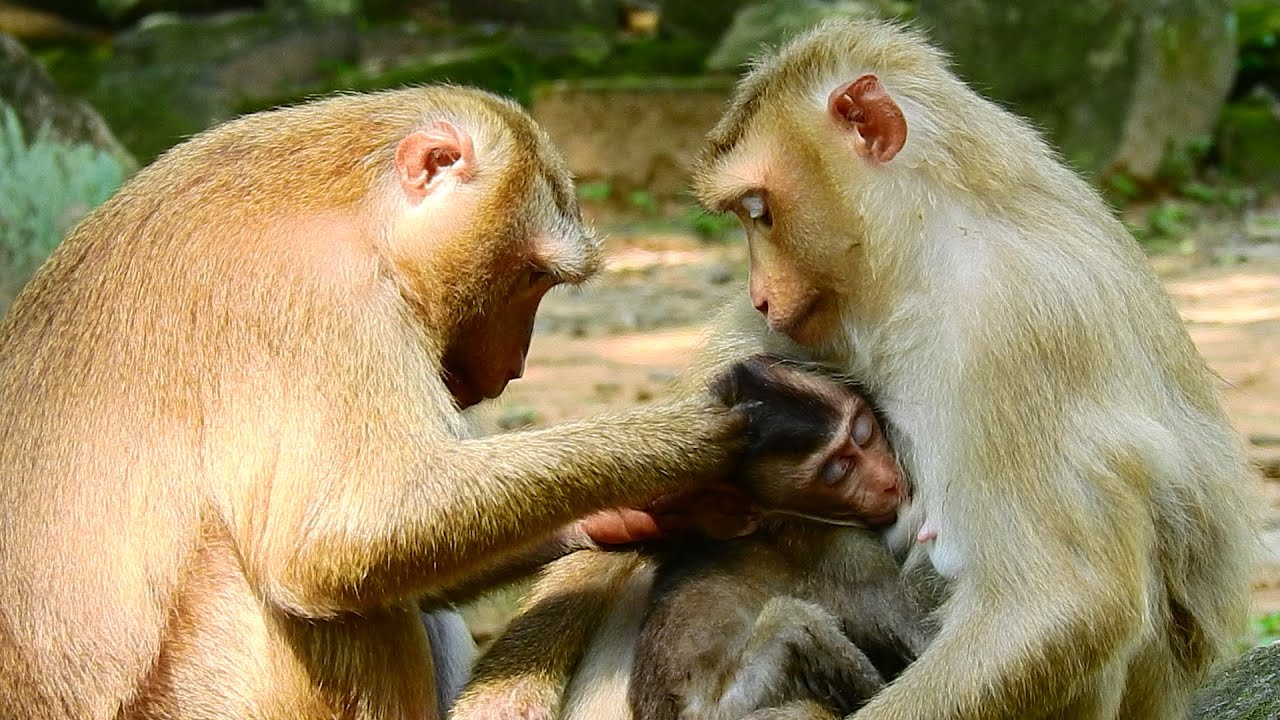 WOW !! Never seen before , Big Bonita monkey come to grooming for Rose and baby Rex , ASMR Grooming