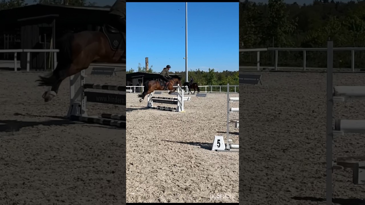#horse #pony #springreiten #fails #glowup