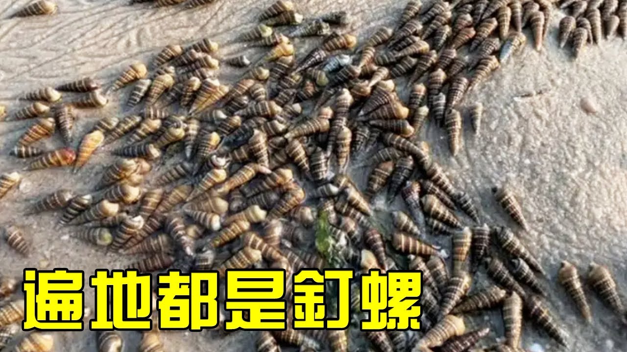 【猛貨合集】退潮後遍地都是釘螺扇貝，全村人搶著撿！小漁全家撿了好幾桶！【漁小仙】