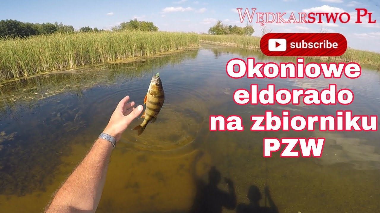 Rzut po rybę. Okoń w każdym rzucie. 