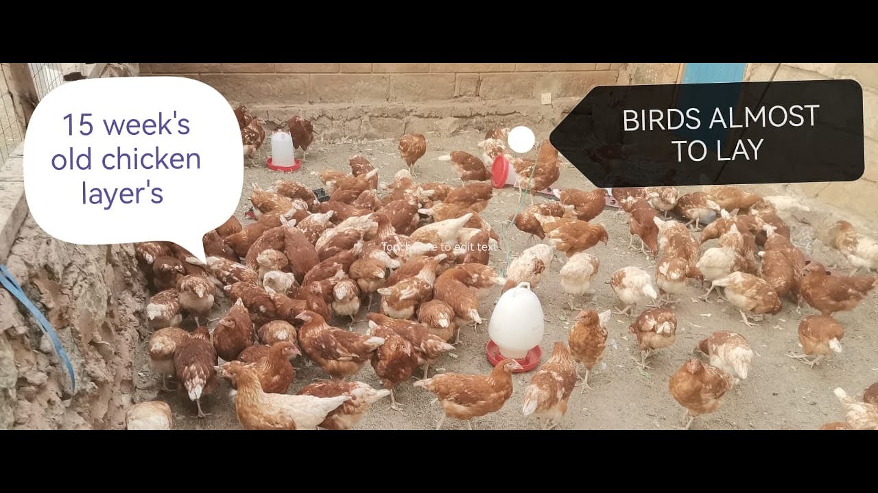 15 WEEKS OLD CHICKEN LAYERS AND 1 WEEK OLD CHICKS #chicken #layerchicks #raisingchicks #birds
