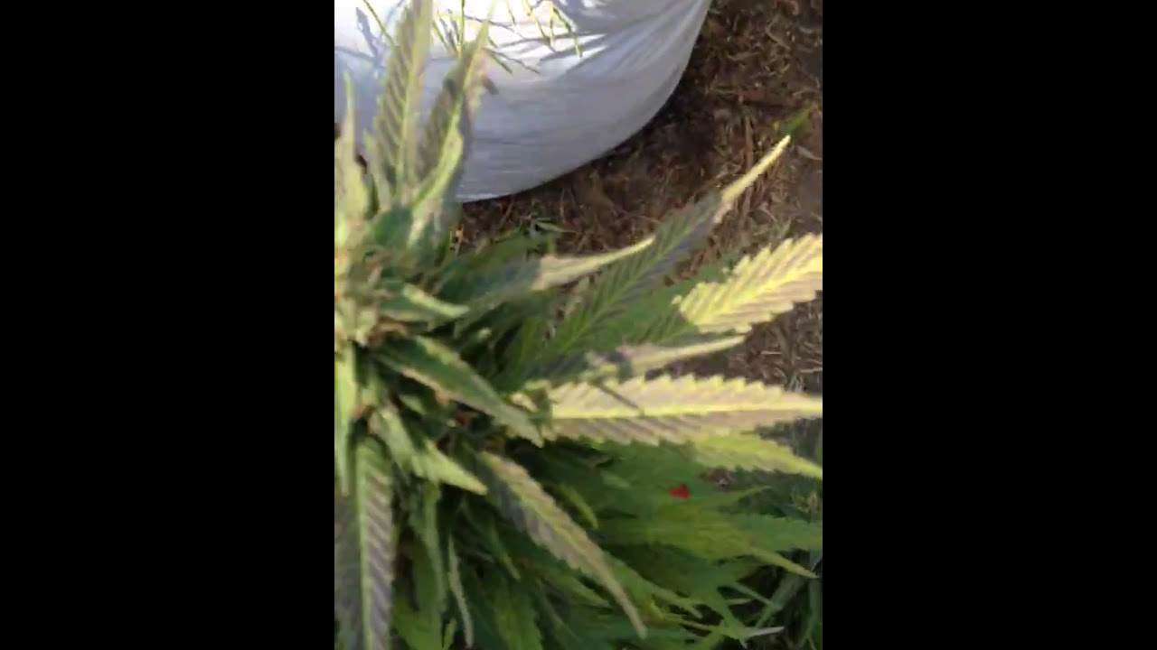 Bubba Cookies
