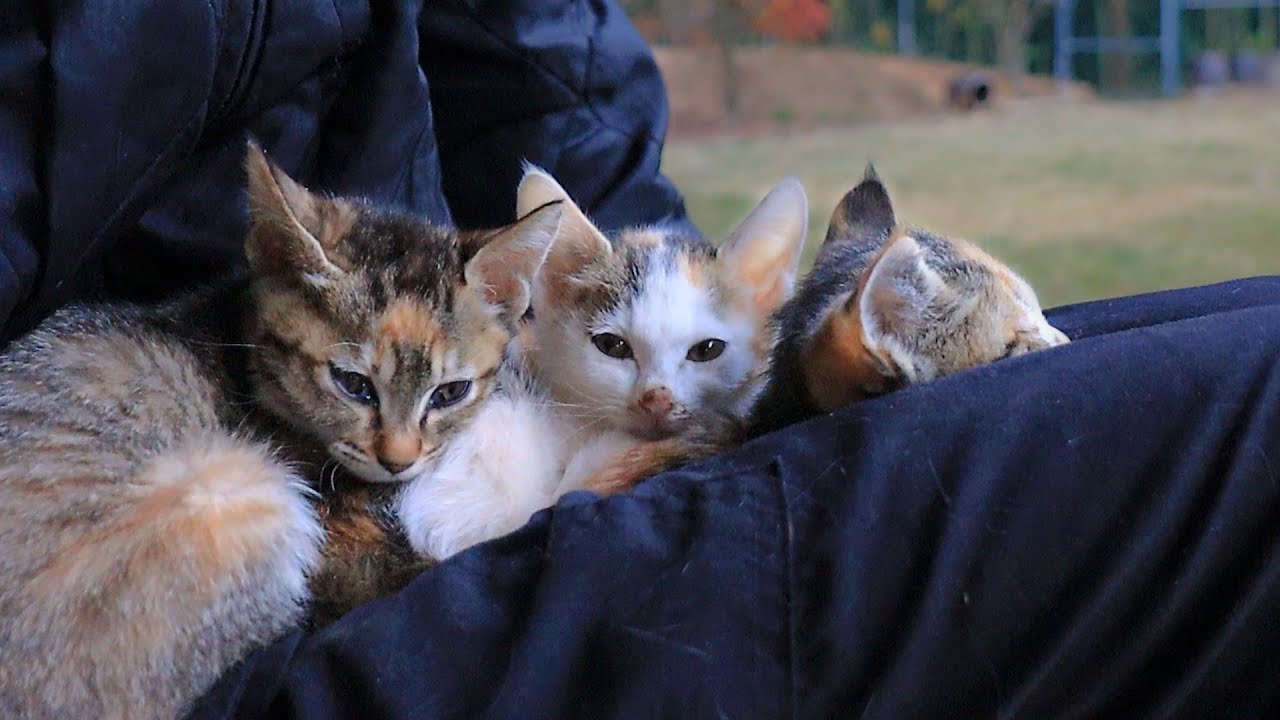The mother cat disappears, so the kittens rely on person