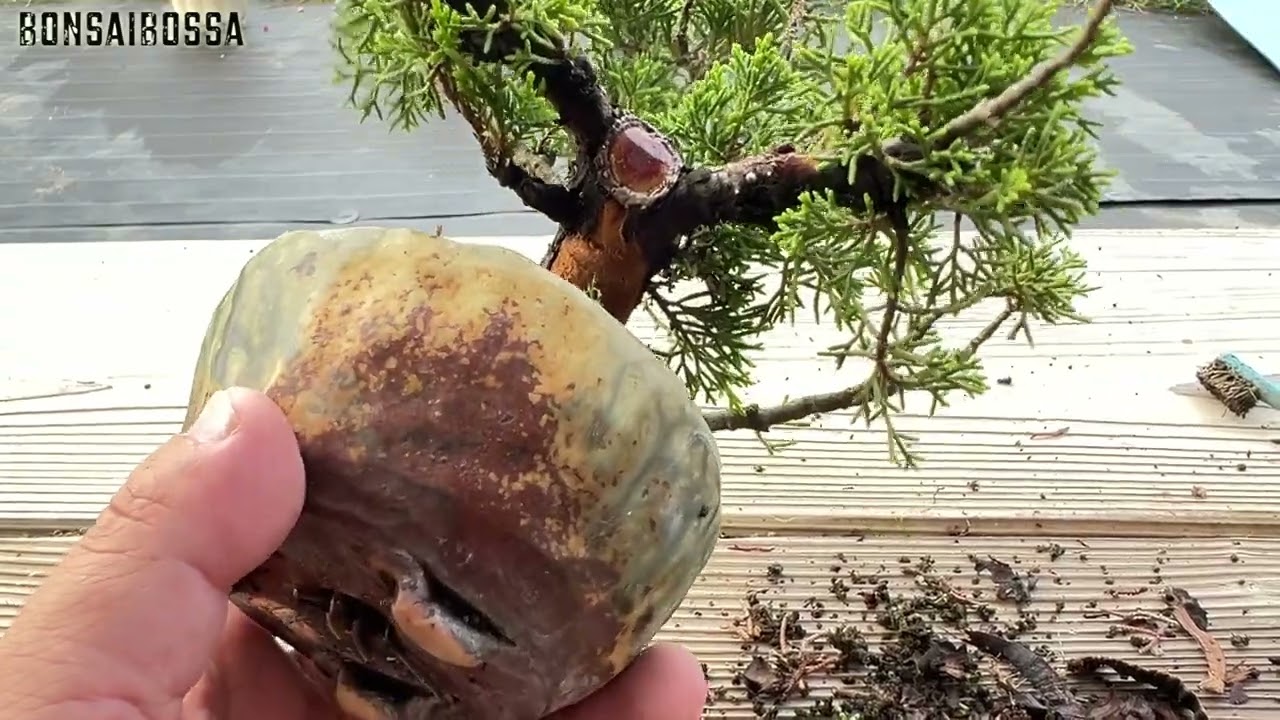 【SNP】猛暑が続きますね #盆栽 #bonsai