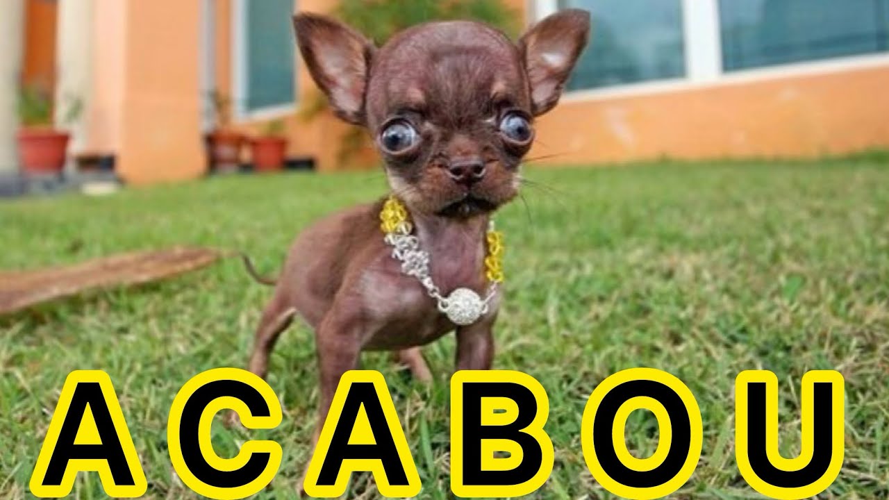 PORQUE EU PAREI DE PUBLICAR VÍDEOS? FIM DO CANAL?! | PINSCHER FILHOTES