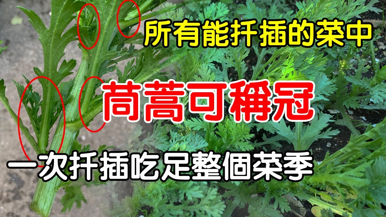 【園藝種植】在所有能扦插的蔬菜中,唯茼蒿可稱冠! 一次扦插可吃足一個菜季!
