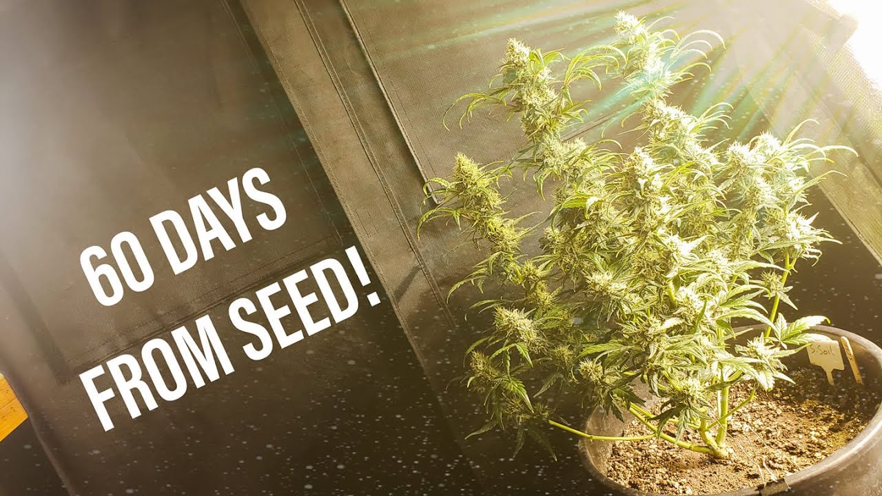 GORILLA GROW GARAGE - Coastal Mary CHEESE 60days from seed #marshydrosp6500