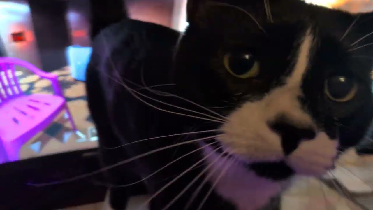 ᓚᘏᗢ Kitties Want My Cheese Stick Then Go Play | Cute Tuxedo and Tabby Cat Short