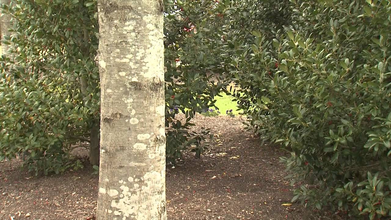 Southern Gardening TV - March 13, 2013 - Lichen