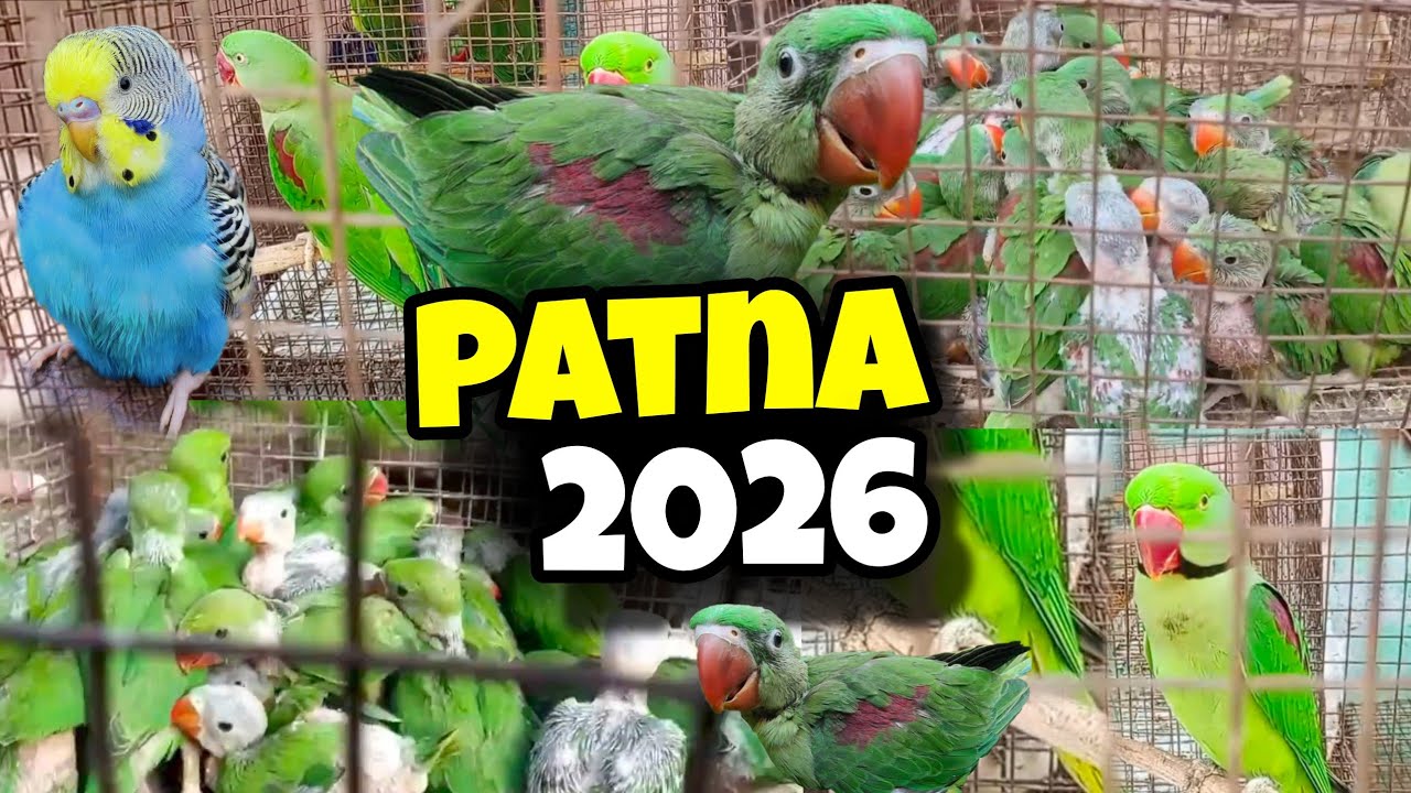 Patna Bird's Market 2026 || Baby Parrot Patna Market | New Video 2026 Patna Bird Market 