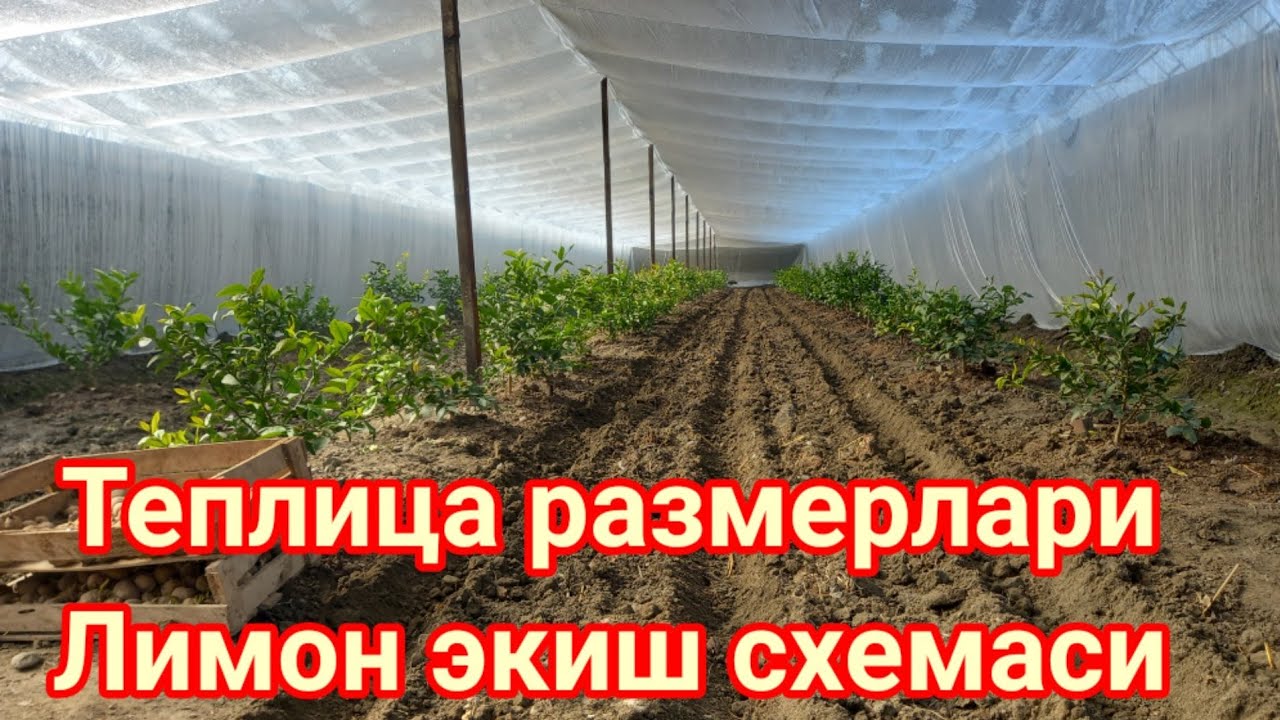 27 01 2022 Теплица куриш ва Лимон экиш истагида булганларга Теплица размерами ва лимон экиш схемаси