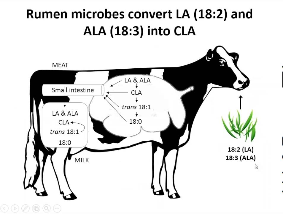 Bovine Fatty Acids  From Forage to Milk