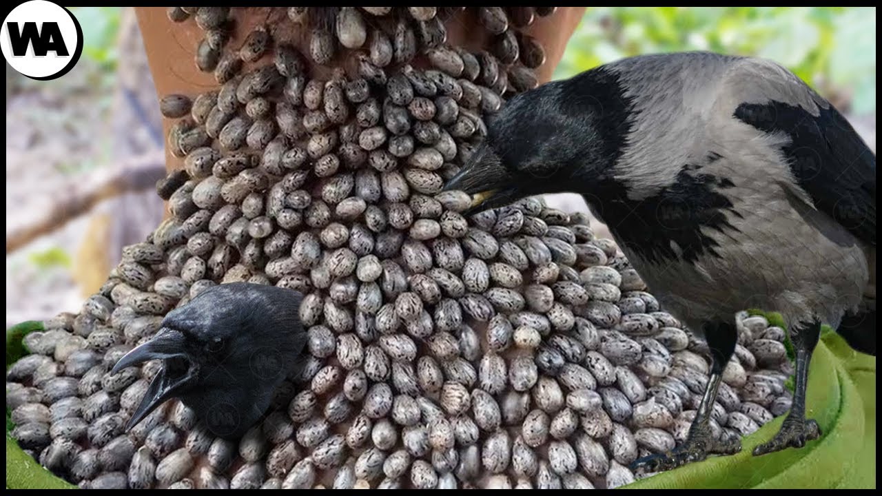 Es Por Eso Que El Mundo Deber&iacute;a Temer A Los Cuervos
