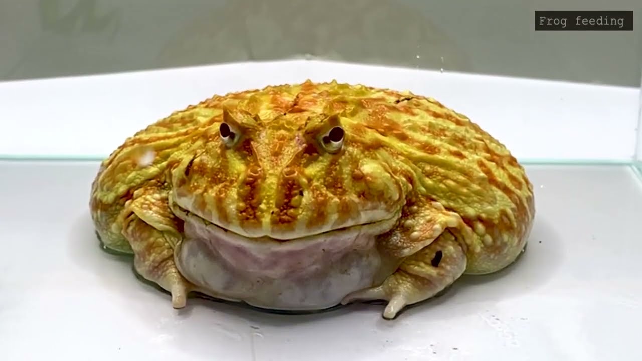 Mortal Battle Of Giant Mantis Vs Pacman Frog   Pacman Frog , African Bullfrog