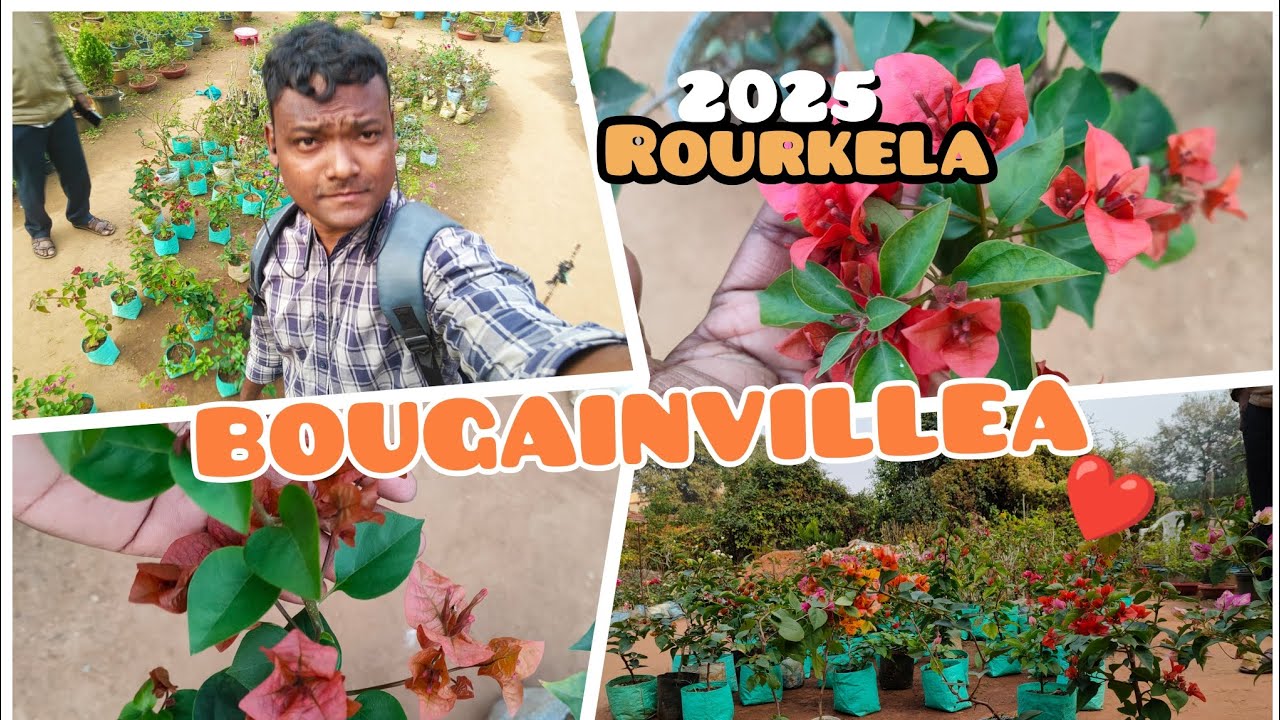 Finally Bougainvillea Mil Hi Gaya 🌺 | Aaj Maine Kharida || Rourkela #gardeningvlog #bougainvillea 