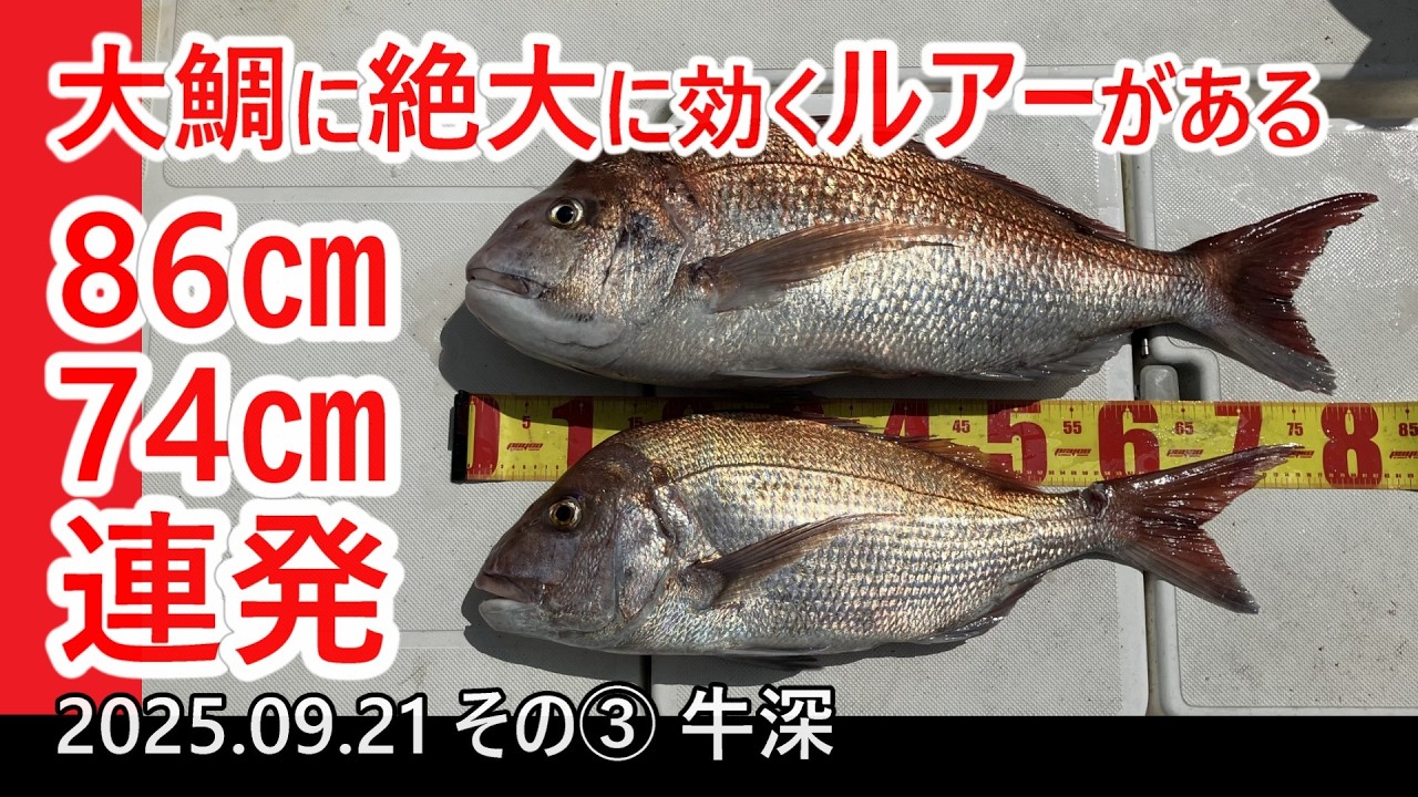 【大鯛連発】天草でマダイを釣るならこのルアーは絶対に欠かせません【釣果で証明】
