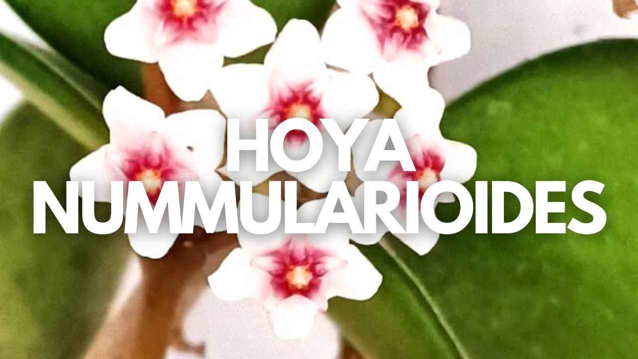 Hoya nummularioides | De hojas velluditas y flor muy fragante