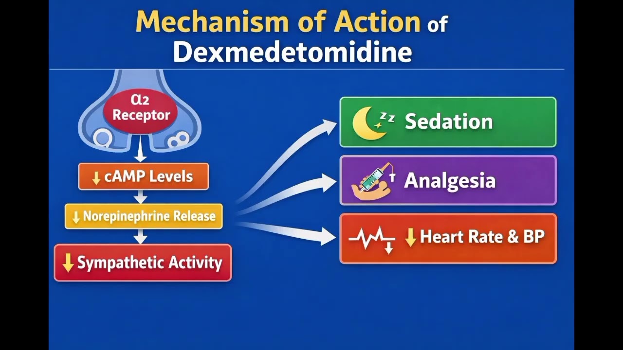 Mechanism of Action of Dexmedetomidine | ICU Sedation, Analgesia, Hemodynamic Effects Explained