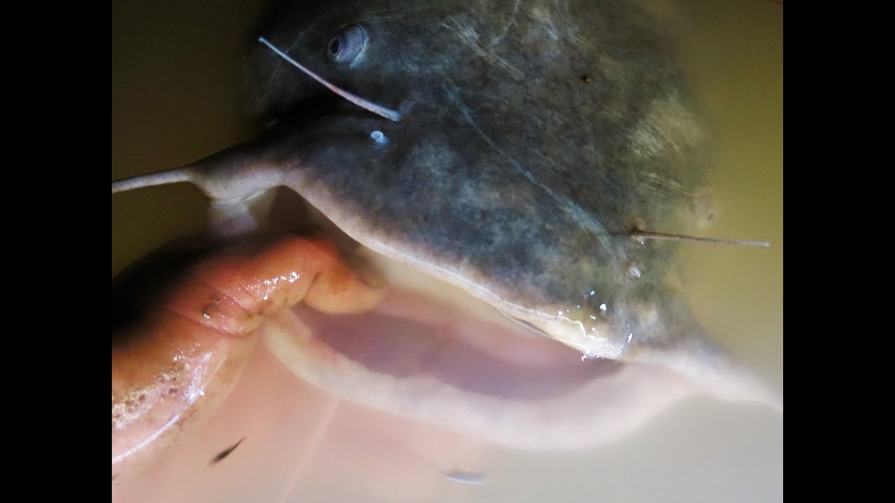 Bobber Fishing For Flathead Catfish