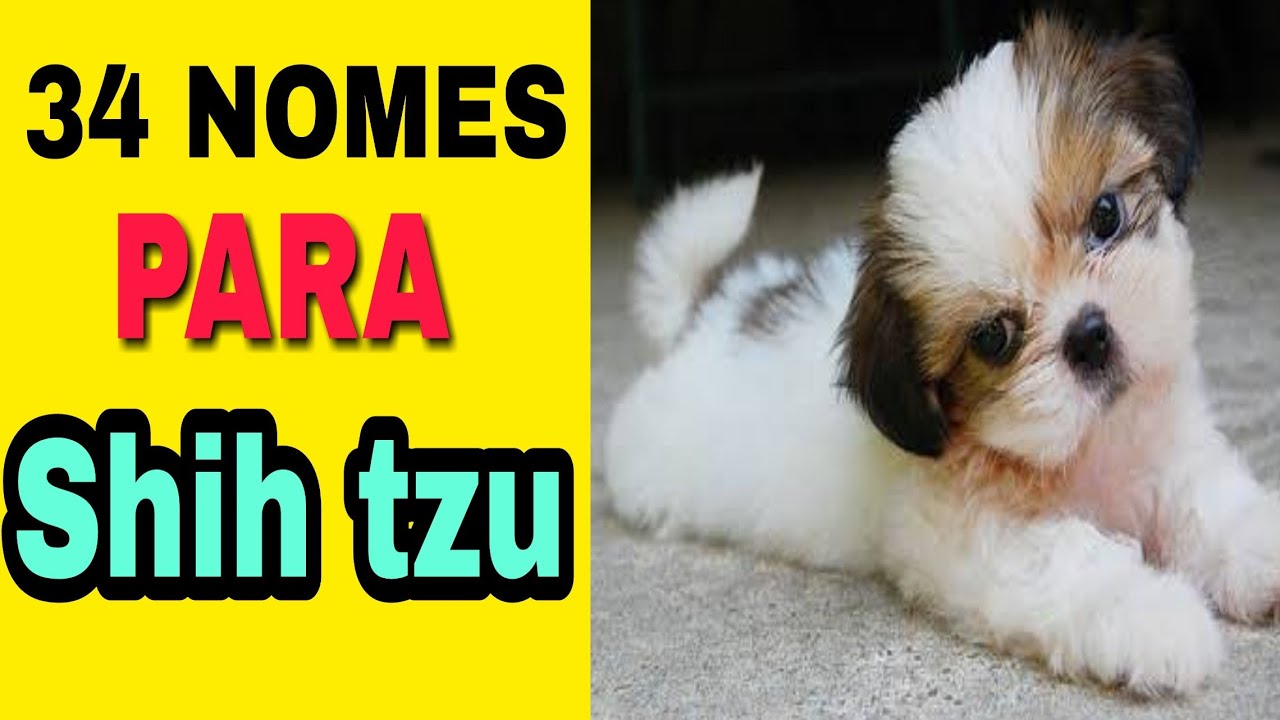 34 NOMES PARA CACHORROS SHIH TZU MACHO