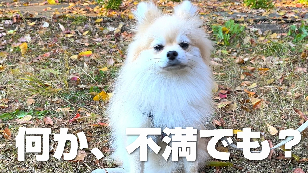 反抗期の保護犬ポメラニアンを紅葉に連れて行った結果こうなりました…｜別所沼公園＆アナザープレイスカフェ