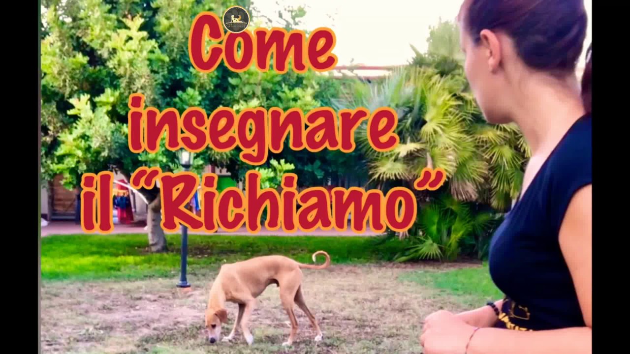 Insegnamo al nostro cane a tornare al richiamo ( Dog Tricks)