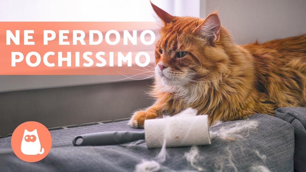 8 RAZZE di GATTI che perdono poco PELO 🐱