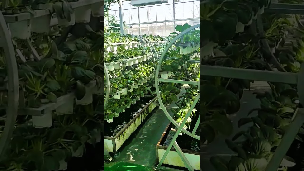 Super Fast Hydroponic Harvest! Advanced Rotating System!&nbsp;#hydroponics #innovation #shorts