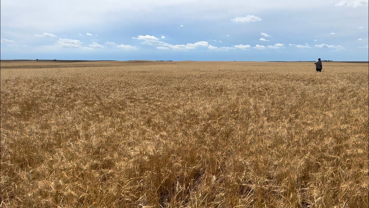 DAYS 21 & 22 / 2022 Wheat Harvest / July 6 & 7 (Oshkosh, NE)