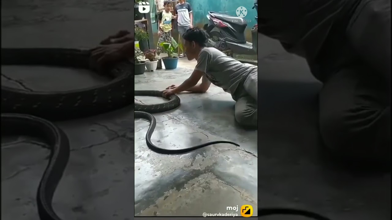 Instagram reels snake videos 🐍 kingcobra # apneshortsji