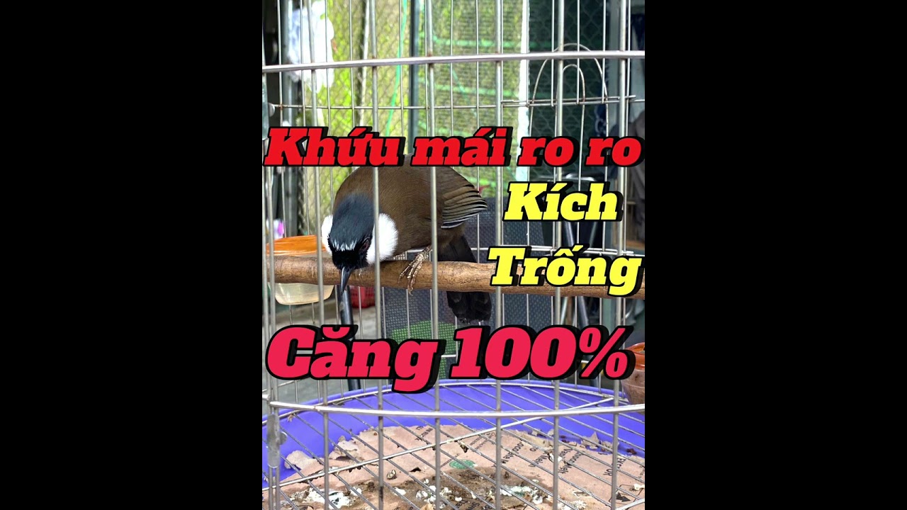 khướu mái ro ro kích trống nhanh căng lửa 🔥
