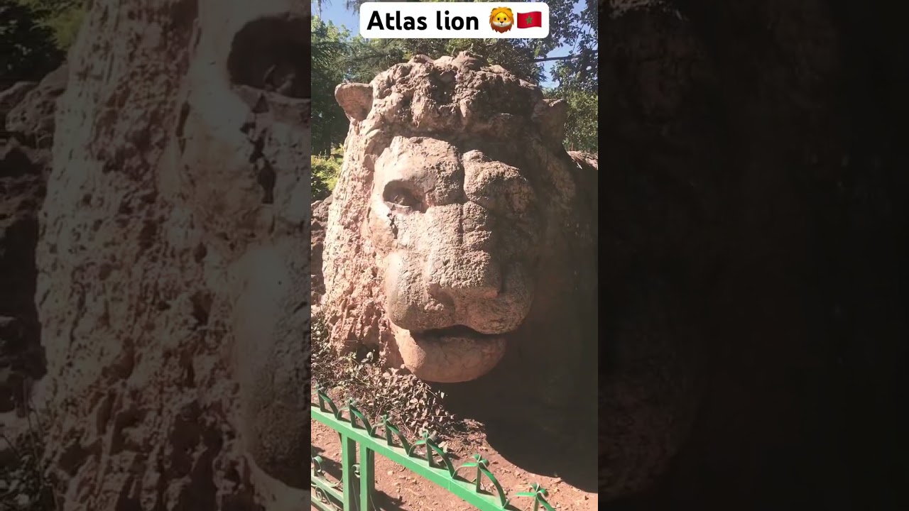 Atlas lion sculpted in #ifrane 🇲🇦❤️ أسد الأطلس بإفران