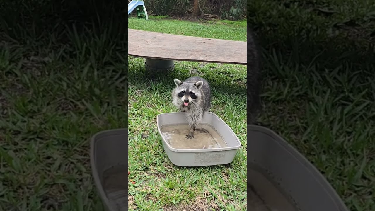 Raccoonland Live Daylight Antics & Growling 