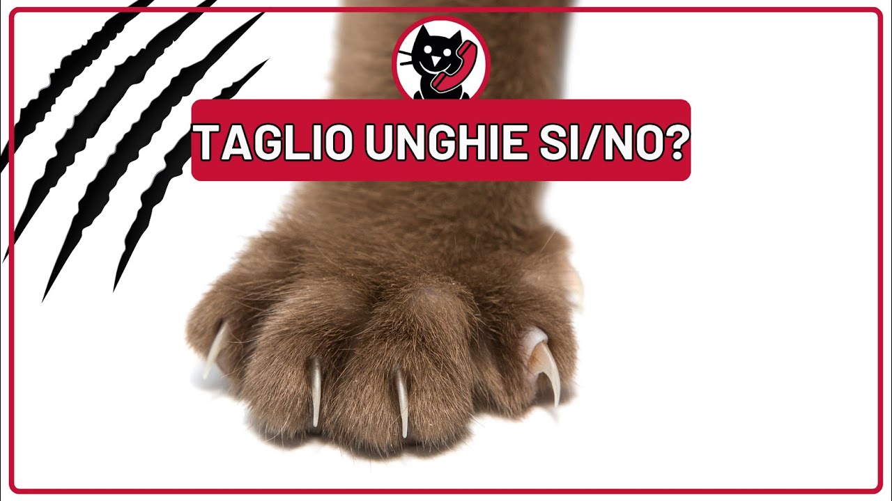 Dovresti tagliare le unghie al gatto?