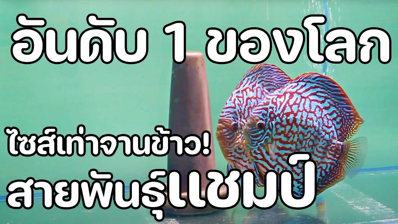 เยี่ยมฟาร์มปลาปอมปาดัวร์ที่ใหญ่ที่สุดในโลก IP Discus
