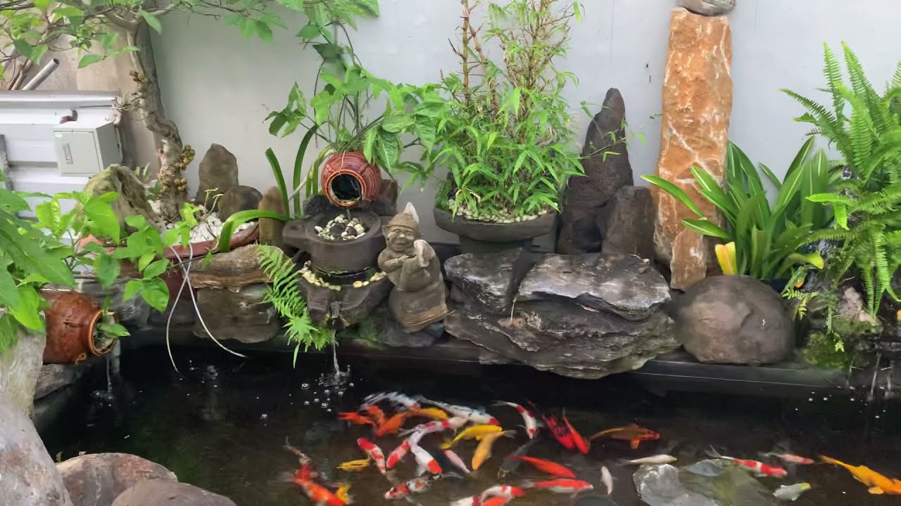 Hồ cá koi sân vườn đẹp tự làm( Design your home garden aquarium) .