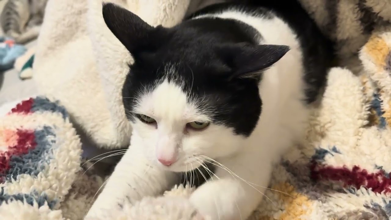 身体は大きいのに寒がりな猫