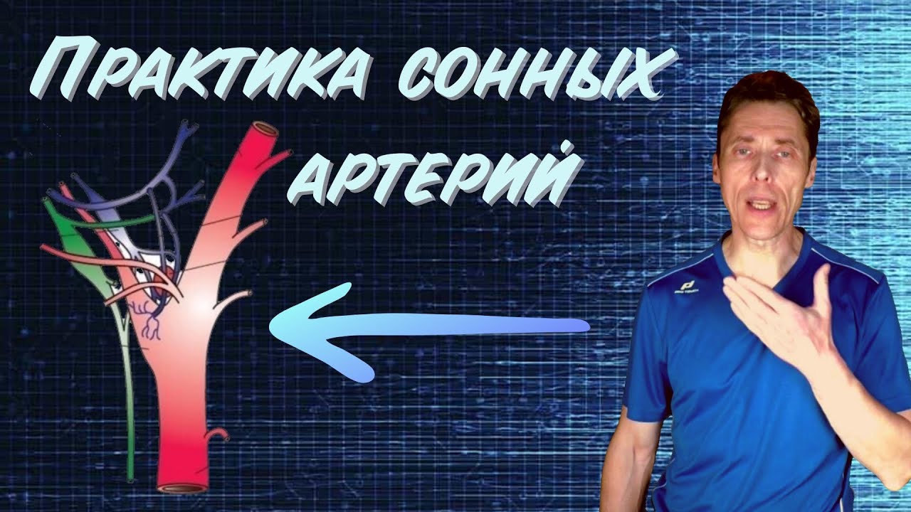 Практика сонных артерий