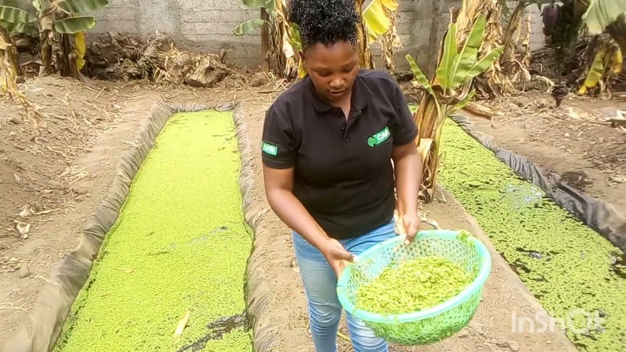 first time feeding chickens with azolla #azollafarming #azolla #azollaseeds