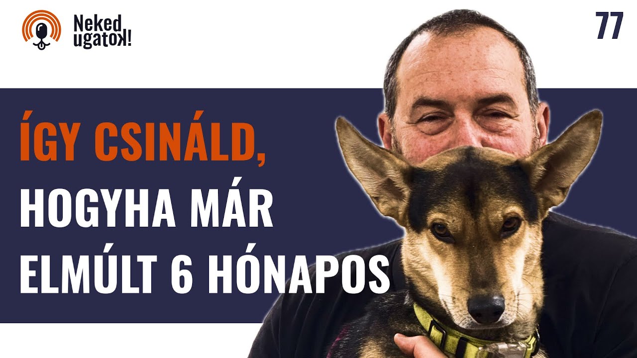 Mentett kutyád lett? Ezt muszáj tudnod az elején! | #77