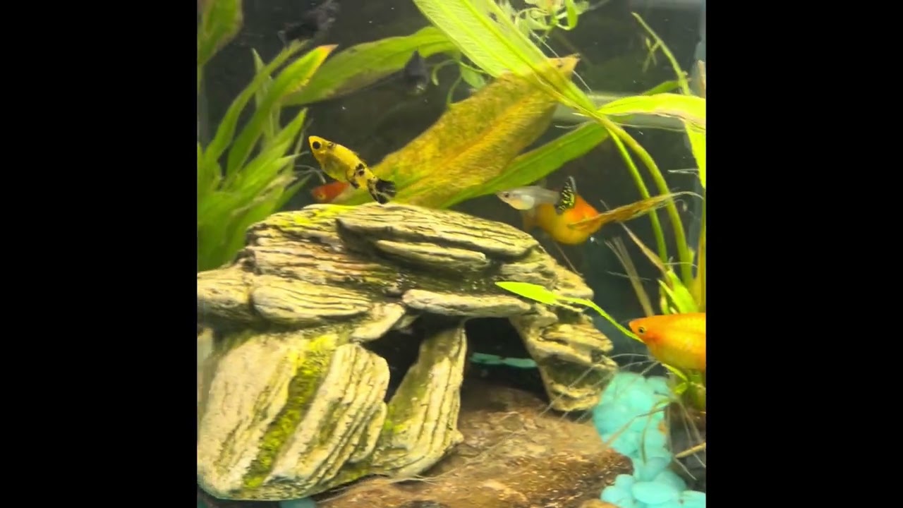 Where buying a bigger new Aquarium ,Dumami na ang aking mga Fish 🐠 