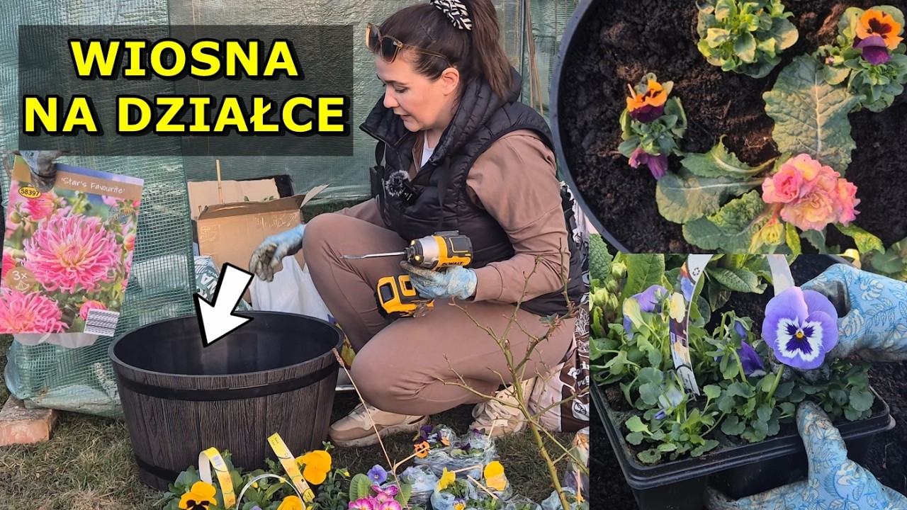 Pierwsze wiosenne donice 🌸 bratki, prymulki i nowe rośliny z Lidla