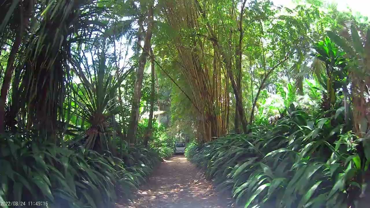 De Puerto Jiménez a Playa Matapalo, AGOSTO 2022.  RUTA y PLAYA