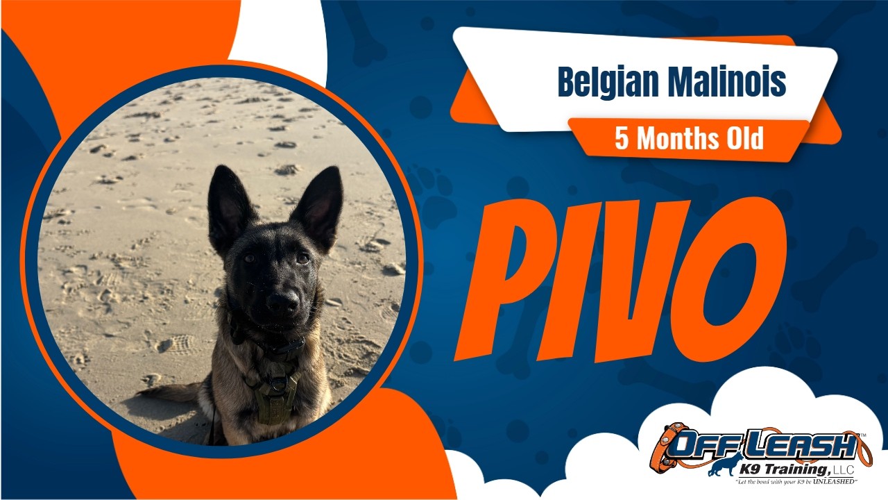 Best Belgian Malinois Dog Training | Monterey, CA | Pivo