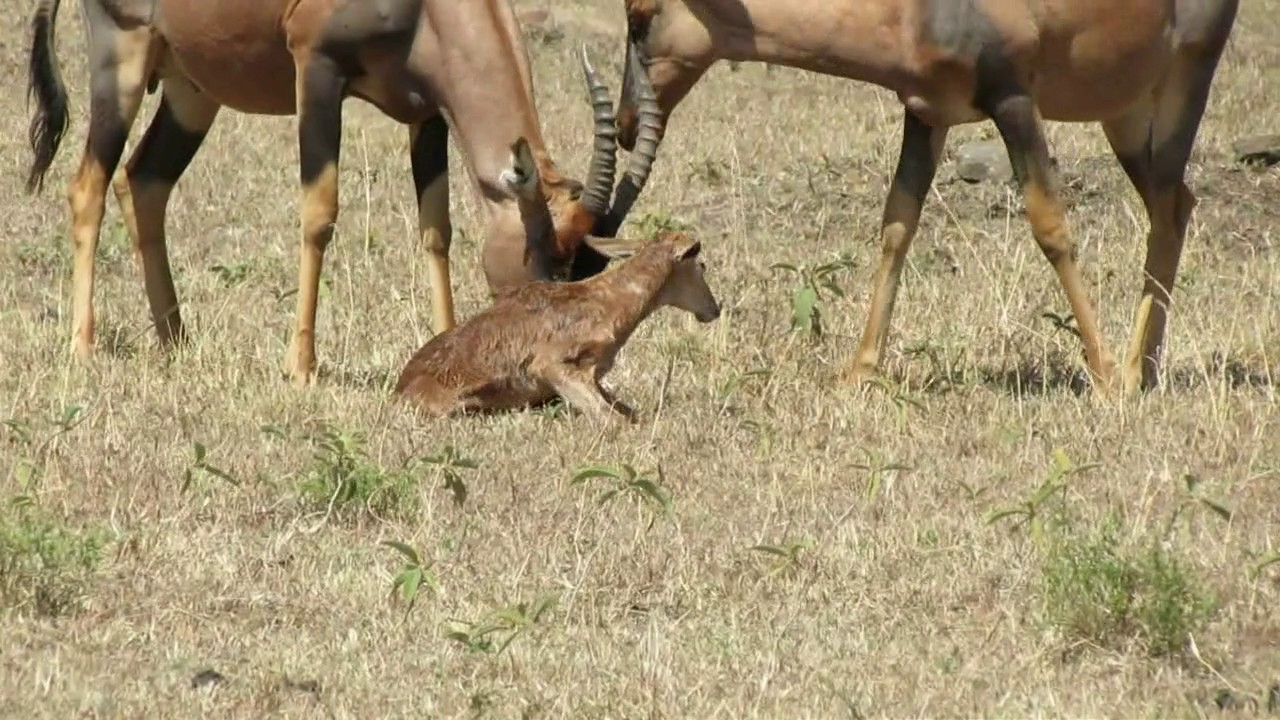Birth of a Topi Antelope - Masai Mara