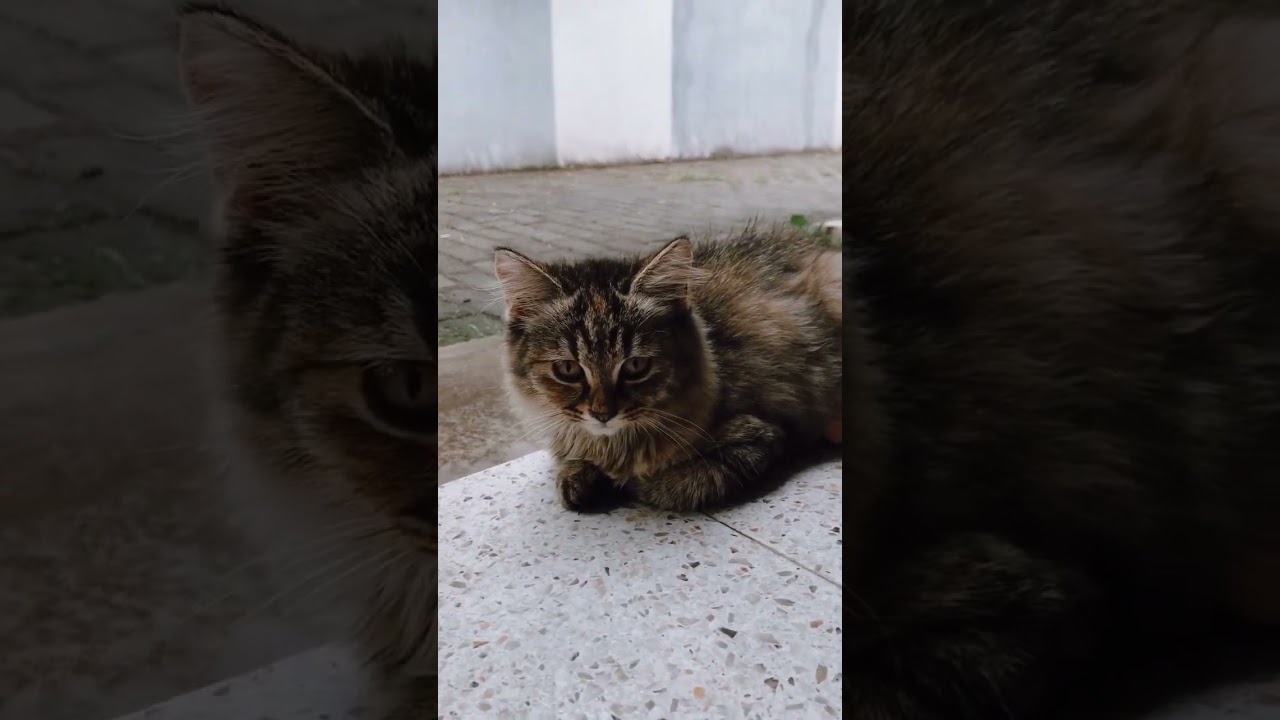 Kenapa kucing lemas tidak nafsu makan dan tidur terus? 