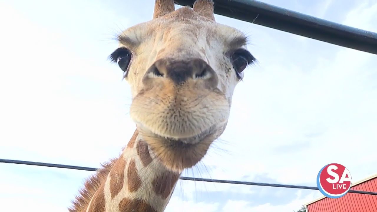 Bottle feeding a baby giraffe | SA Live | KSAT 12