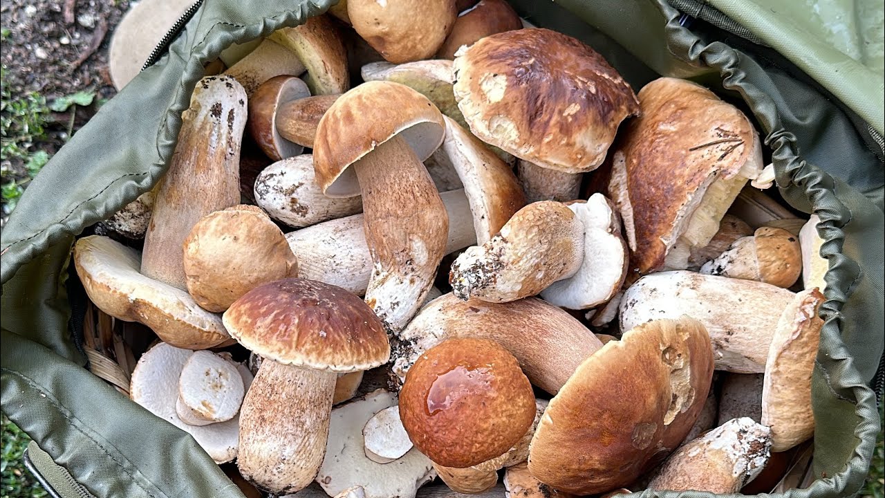 FUNGHI PORCINI LA CAVATA DEL MILLENNIO - FUNGAIA INFINITA - MIGLIAIA DI PORCINI SEMINATI NEL BOSCO!