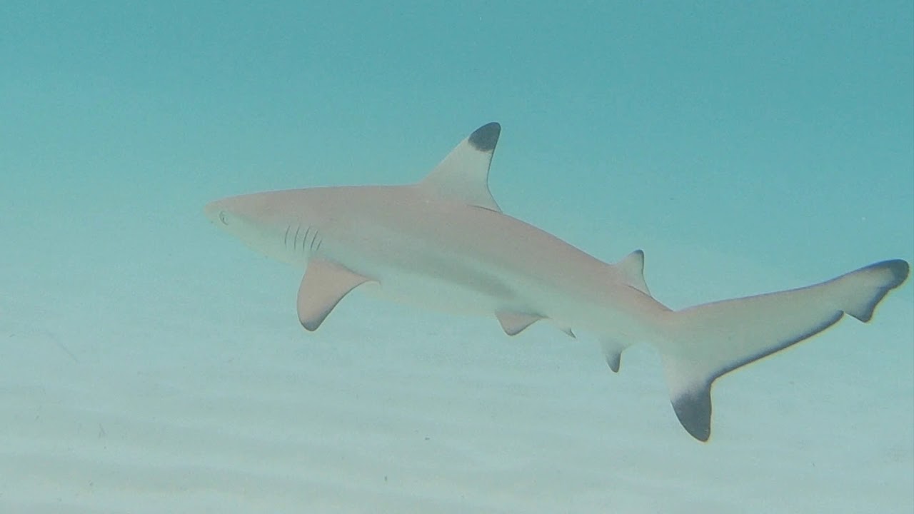 Shark Snorkling Maldives Kuredu Island (4k)